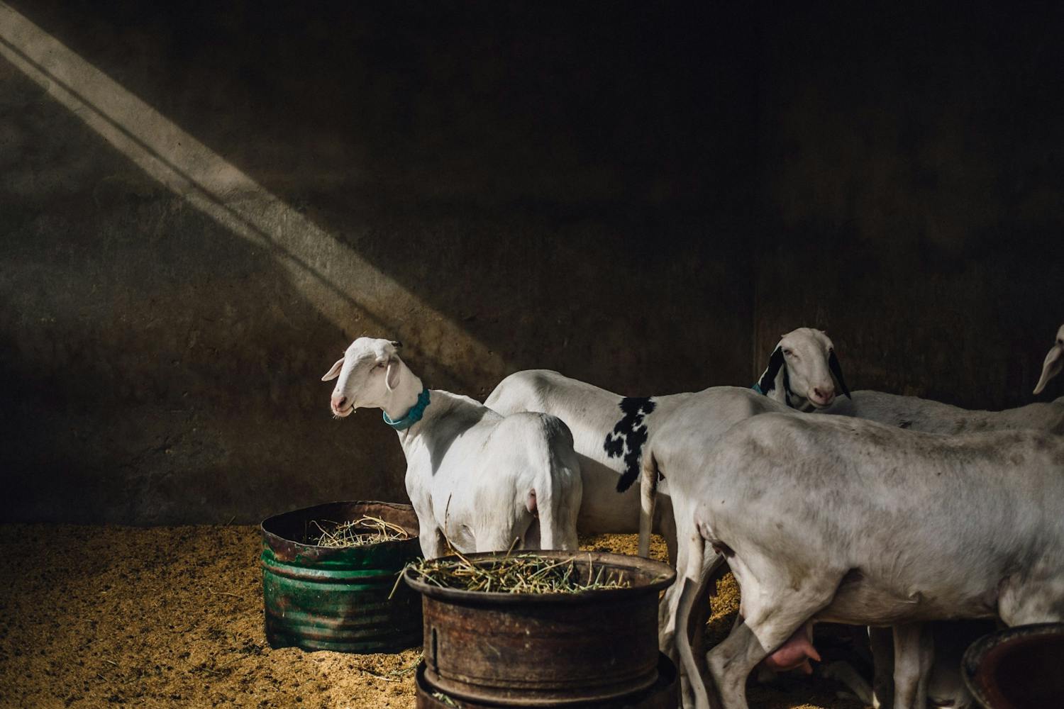 Vinner av kategorien Food in the Field Pink Lady® Food Photographer of the Year 2018